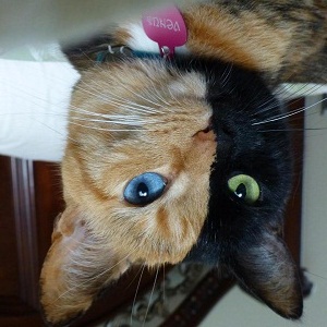 venus_double_flipped